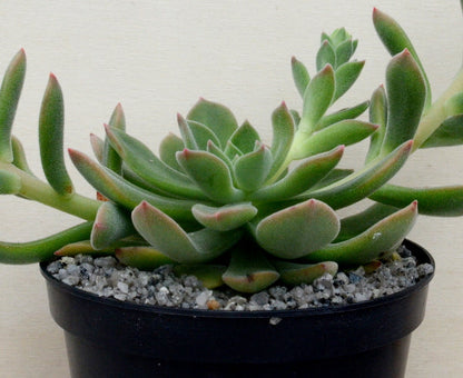 Echeveria 'Pulvi-Carn'