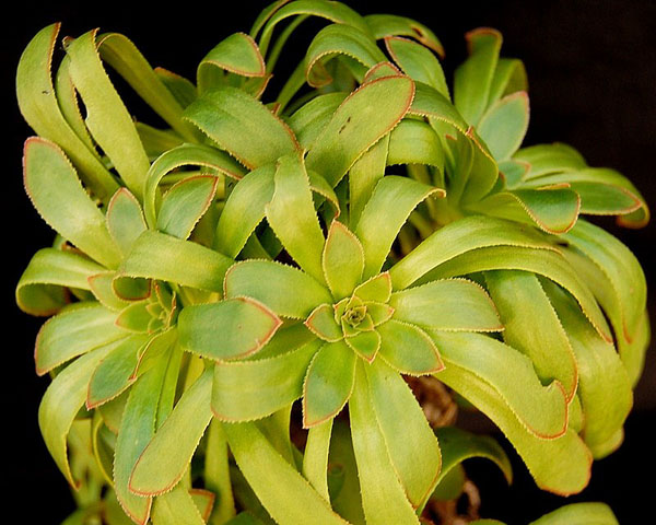 Aeonium puntallanense