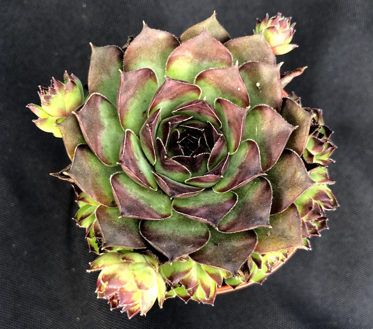 Sempervivum 'Purdy's 50-6'