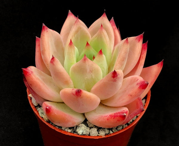 Echeveria 'Candy Crush'