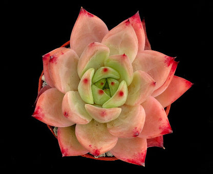 Echeveria 'Candy Crush'