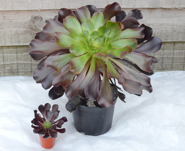 Aeonium 'Deep Purple'