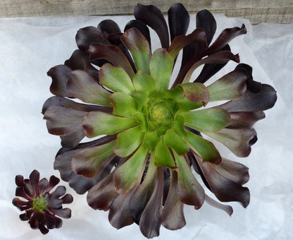 Aeonium 'Deep Purple'