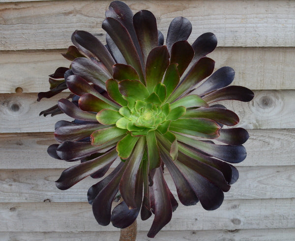 Aeonium 'Deep Purple'