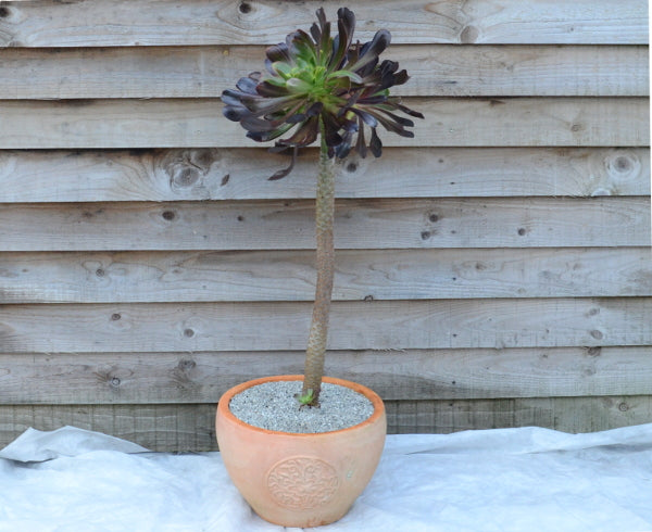 Aeonium 'Deep Purple'