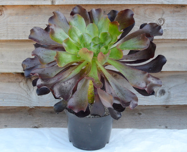 Aeonium 'Deep Purple'