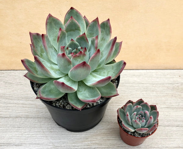 Echeveria 'Candy Crush'