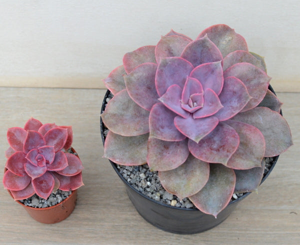 Echeveria 'Purple Pearl'