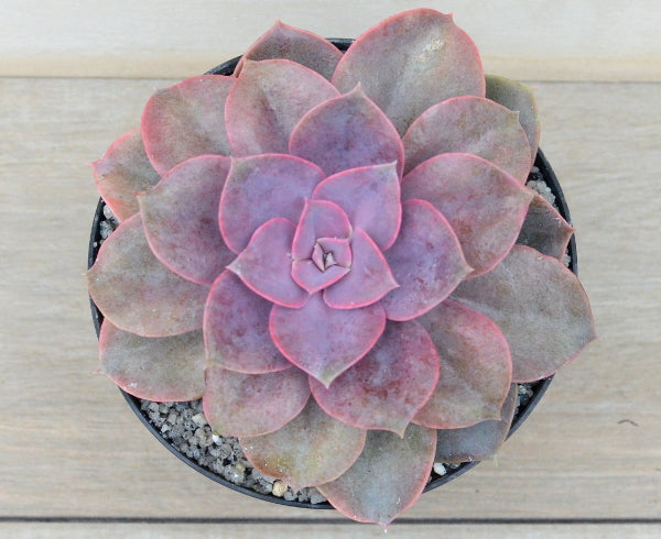 Echeveria 'Purple Pearl'