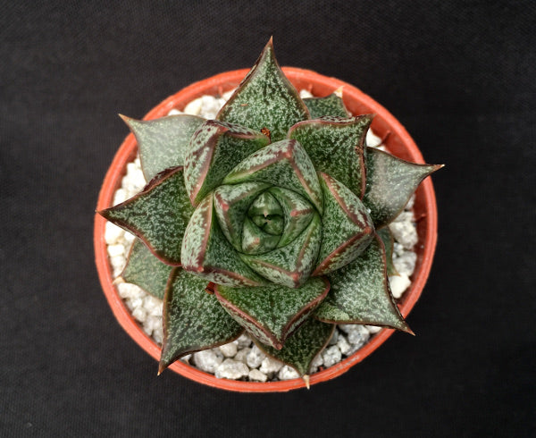 Echeveria purpusorum