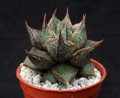 Echeveria purpusorum