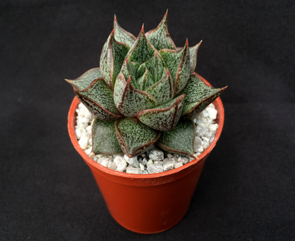 Echeveria purpusorum