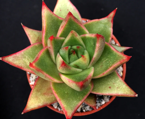 Echeveria purpusorum 'Green Leaf'