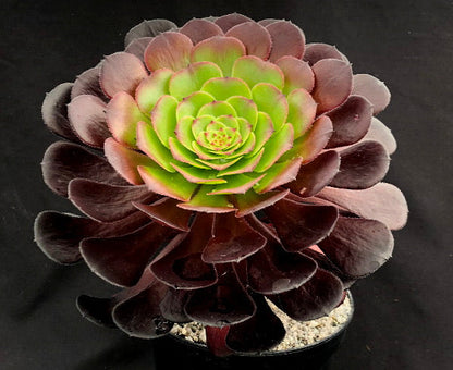 Aeonium 'Pygmaea'