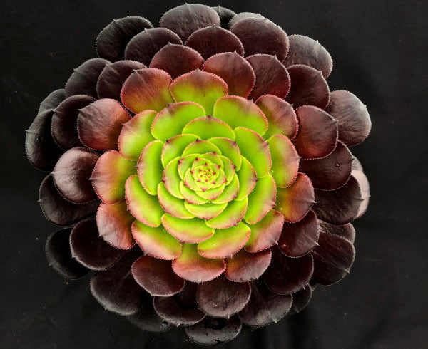 Aeonium 'Pygmaea'