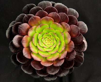 Aeonium 'Pygmaea'