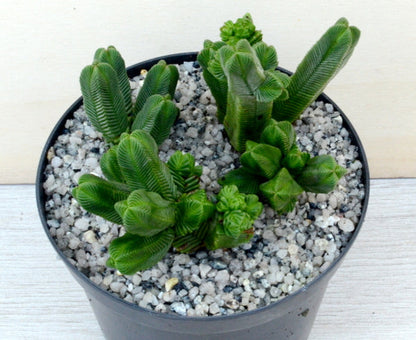 Crassula pyramidalis