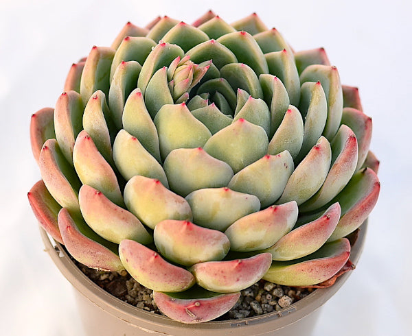 Echeveria 'Queen Salsa'