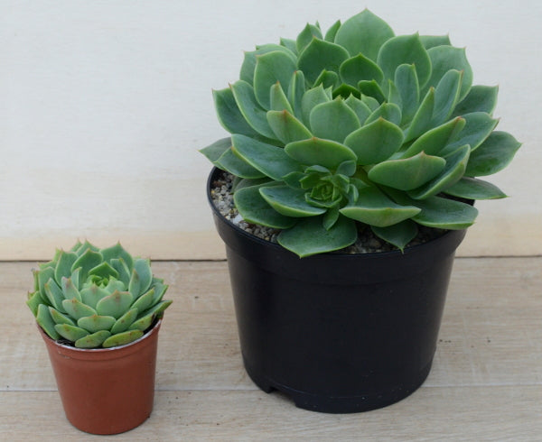 ramillette succulent Echeveria 'Ramillette' – Surreal Succulents