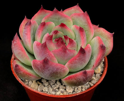 Echeveria chihuahuaensis 'Raspberry Dip'