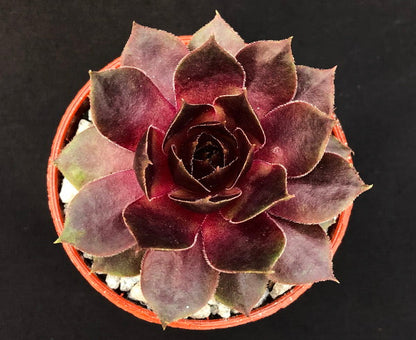 Sempervivum 'Raven Heart'