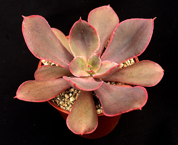 Echeveria 'Red Prince'