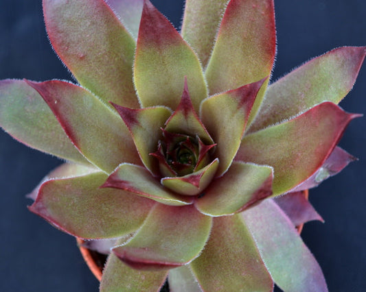 Sempervivum 'Red Pink'