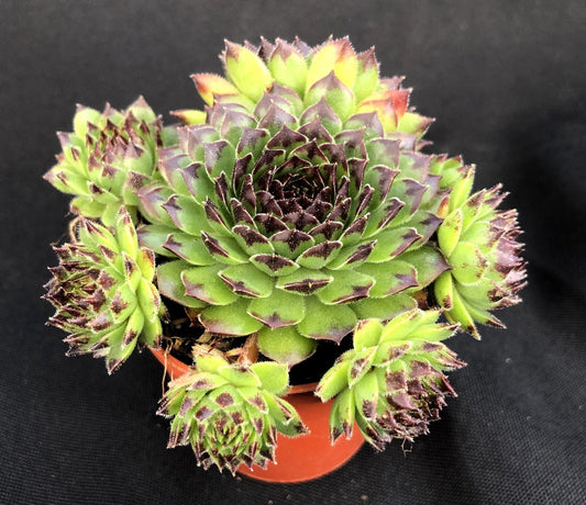 Sempervivum 'Reinhardt'