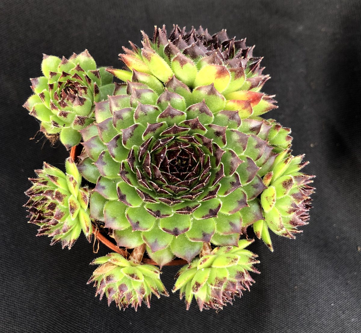 Sempervivum 'Reinhardt'