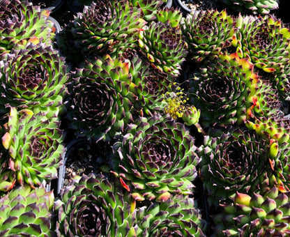 Sempervivum 'Reinhardt'