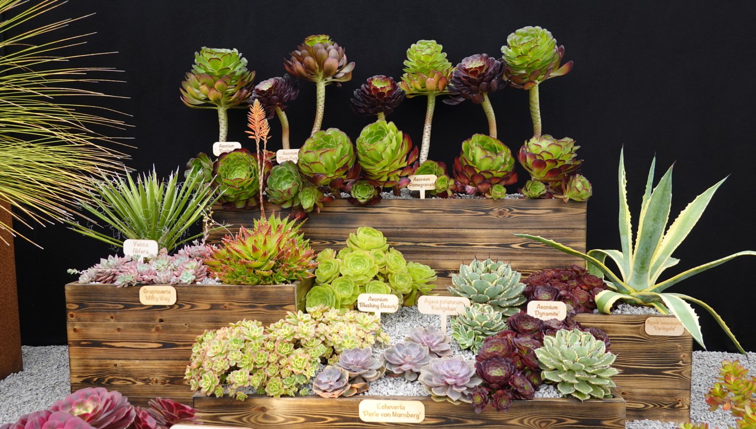 Tiered display of Aeoniums, Echeverias, Agaves and Sedums in charred wooden planters at the RHS Badminton Flower Show 2026