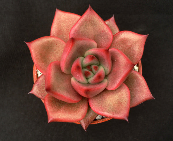 Echeveria agavoides 'Romeo'