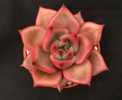 Echeveria agavoides 'Romeo'