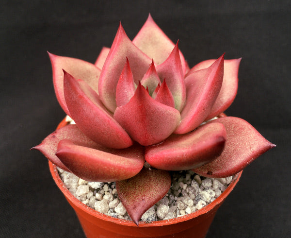 Echeveria agavoides 'Romeo'