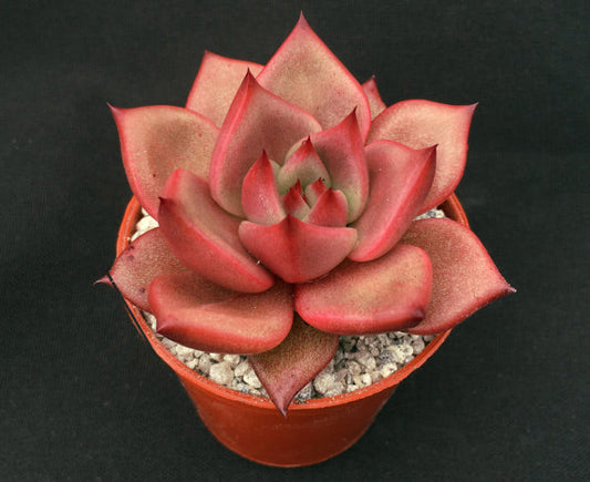 Echeveria agavoides 'Romeo'