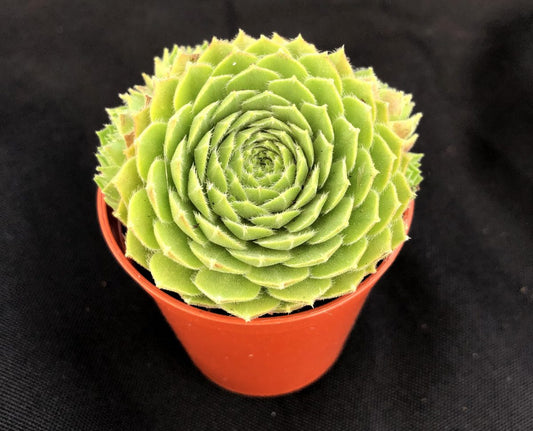 Sempervivum 'Rosie'