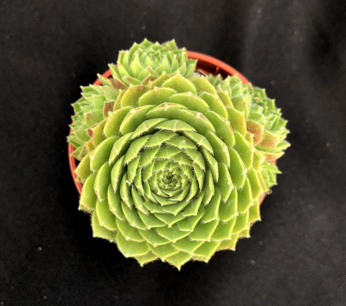 Sempervivum 'Rosie'