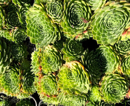 Sempervivum 'Rosie'