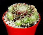 Sempervivum 'Rothart'