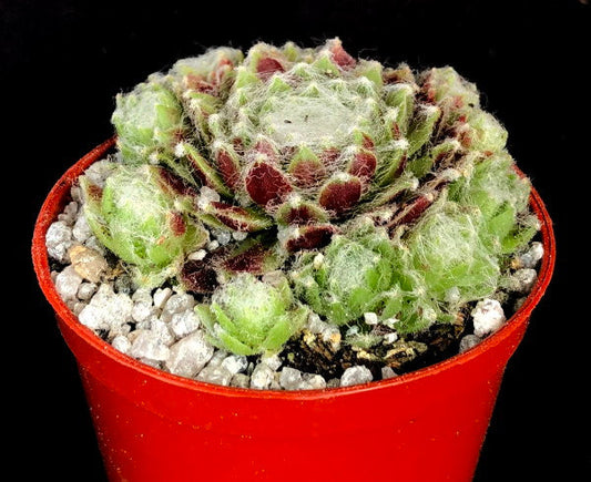 Sempervivum 'Rothart'