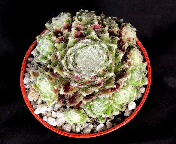 Sempervivum 'Rothart'