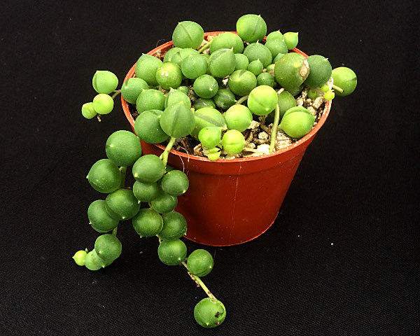 Curio rowleyanus (String of Pearls)