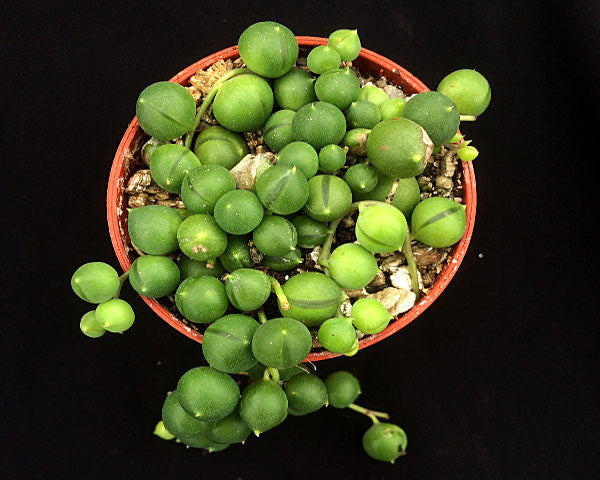 Curio rowleyanus (String of Pearls)