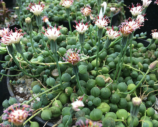 Curio rowleyanus | String of Pearls