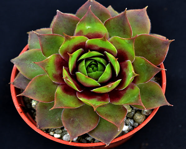 Sempervivum 'Rubra Ray'