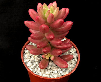 Sedum x rubrotinctum variegatum