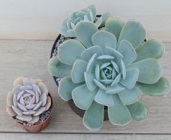 Echeveria runyonii