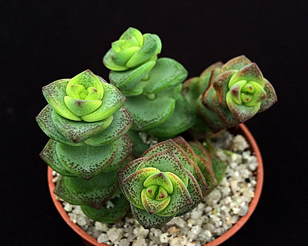 Crassula rupestris