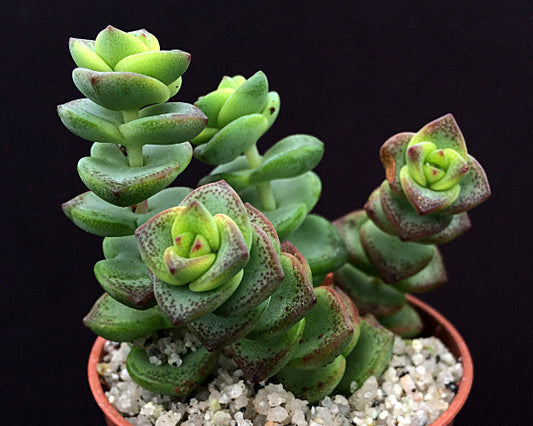 Crassula rupestris