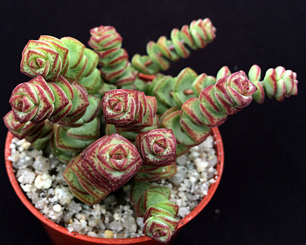 Crassula rupestris subsp. marnieriana